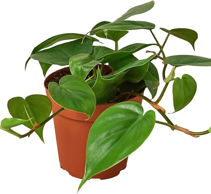 Philodendron Cordatum Heartleaf Live Plant for Indoor | Different Houseplants in 4'' & 6'' Pot | Real House Plant for Living Room, Office, Desk & Bathroom