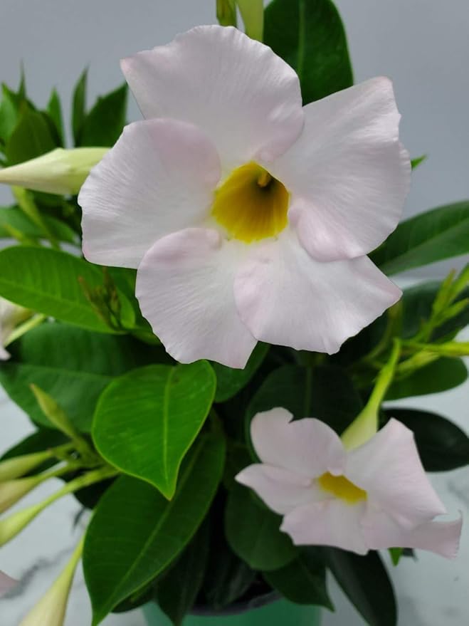 Tropical Plants of Florida - White Dipladenia Bush - 14 inch Overall Height - 6 inch Planter Pot (1 Gallon) (Plant Only)
