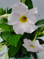 Tropical Plants of Florida - White Dipladenia Bush - 14 inch Overall Height - 6 inch Planter Pot (1 Gallon) (Plant Only)
