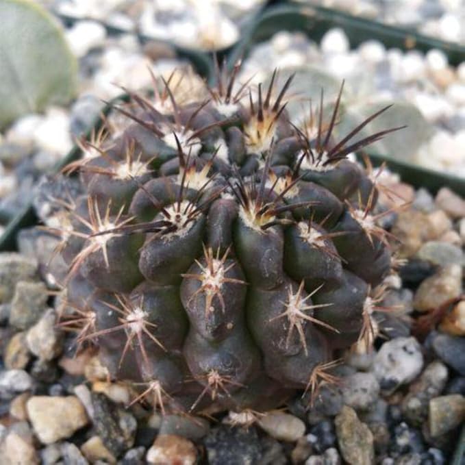 Neochilenia huascensis eriosyce crispa Cacti Cactus Succulent Real Live Plant