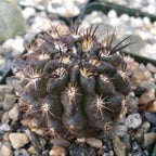 Neochilenia huascensis eriosyce crispa Cacti Cactus Succulent Real Live Plant