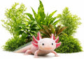 Live Aquarium Plants Bundle - Assorted Freshwater Plants - Low | Medium | High Light