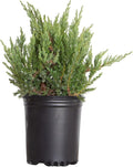 Parsoni Juniper (2.5 Quart) Low-Growing Evergreen Shrub with Grayish Blue-Green Foliage - Live Outdoor Full Sun to Part Shade Plant