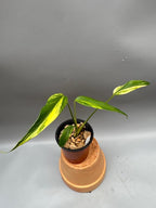 RedCrocus Monstera 'Burle Marx Flame' Indoor Plant- Unique Foliage, Bright Indirect Light, Pet Safe, Container Friendly, Perfect for Modern Decor 6" Pot