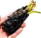 Mainam White Nymphaea Colossea Live Aquarium Plant Hardy Water Lilies Tuber for Freshwater Fish Pond Balcony
