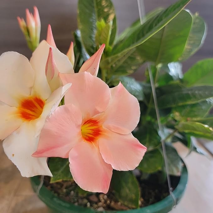 Mandevilla Plants (Giant Peach, 12" Hanging Basket)