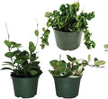American Plant Exchange Assorted Hoya Plants – 4-Inch Pots, Pack of 3 – Live Flowering Wax Vines, Easy Care Indoor Plants with Colorful Blooms for Home, Garden, or Patio Decor