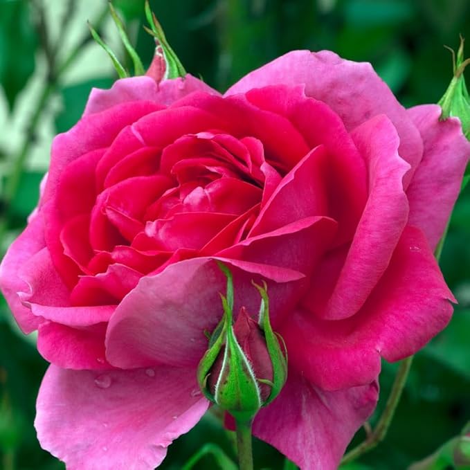 Deep Pink Climbing Roses Live Plants 7 Months Old, Rose Bushes Ready to Plant 5-9" Tall, Very Fragrant, Can Grow As Climber or Bush Tree or Trellises, Walls, Fences