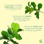 Thorsen's Greenhouse Ficus Lyrata, Fiddle Leaf Fig Plant, Rare, Live Indoor Plant, Collector Plant, Beautiful Foliage, Statement Piece, 6" Diameter Pot (Chocolate, 6" Pot)