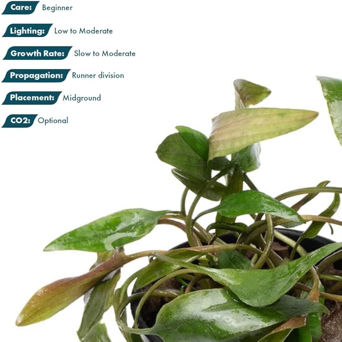SubstrateSource Cryptocoryne Live Aquarium Plants - Freshwater Plant for Aquariums, Planted Fish Tanks - Beginner Friendly (Beckettii, 1 Pot (3-5 Plants))