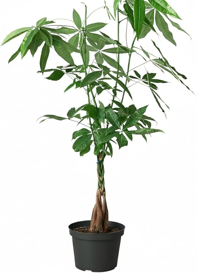 Braided Pachira Stump Money Tree (6" Grower Pot) - Low Light and Healthy Houseplant - Easy to Care Indoor Plants - Live Healthy Houseplant for Home Office Decoration