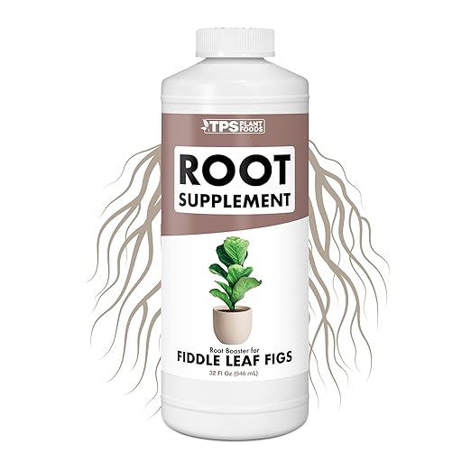 Root Stimulator for Fiddle Leaf Fig – Liquid Root Supplement with Kelp & Probiotics for Stronger Roots & Better Leaf Growth, 32 oz