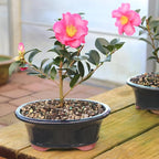 Brussel's Live Camellia Hot Flash Outdoor Bonsai Tree - 10" to 14" Tall with Decorative Container