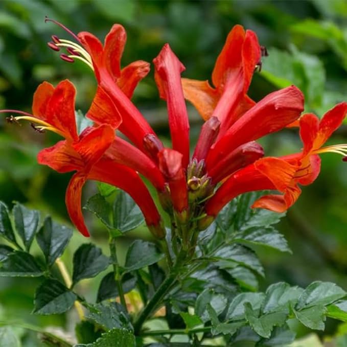 Fragrant Orange Honeysuckle Plants Live Vines, Perennial Lonicera Tecoma Honeysuckle Plants, 5 to 9 Inches Tall