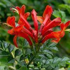Fragrant Orange Honeysuckle Plants Live Vines, Perennial Lonicera Tecoma Honeysuckle Plants, 5 to 9 Inches Tall