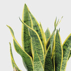 RedCrocus Variegated Snake Plant Sansevieria trifasciata 'Laurentii'- Indoor Air Purifying, Low Maintenance, Drought Tolerant Green Houseplant 10" Pot