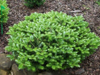 Green Carpet Fir 2 - Year Graft