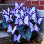 150 Butterfly Leaf Geranium Seeds for Planting, Rare Ornamental Foliage Flower Seeds, Perennial Garden Plants for Indoor and Outdoor Landscaping, Decorative Potted Flower Seeds