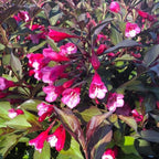 Purple-Pink Weigela Live Plant, Spring Blooming Shrub in 4” Pot, Hardy Perennial Flowering Bush for Garden Borders, Cold Hardy, Dormant in Winter