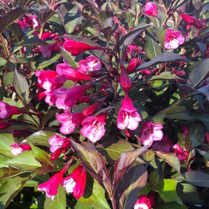 Purple-Pink Weigela Live Plant, Spring Blooming Shrub in 4” Pot, Hardy Perennial Flowering Bush for Garden Borders, Cold Hardy, Dormant in Winter