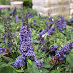 Blue Purple Butterfly Bush Live Shrub Plant Shrub, Buddleia Bush Well Rooted, 5 to 10 Inc Tall