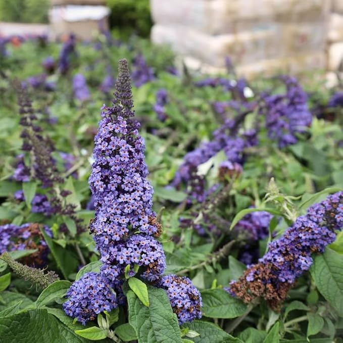 Blue Purple Butterfly Bush Live Shrub Plant Shrub, Buddleia Bush Well Rooted, 5 to 10 Inc Tall