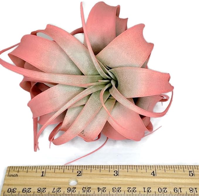 XL Xerographica Colored Air Plant, Live Tillandsia House Plant, Easy Care Indoor Outdoor, Great Gift, Healthy Arrival Guaranteed (Peach)
