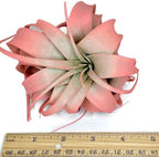 XL Xerographica Colored Air Plant, Live Tillandsia House Plant, Easy Care Indoor Outdoor, Great Gift, Healthy Arrival Guaranteed (Peach)