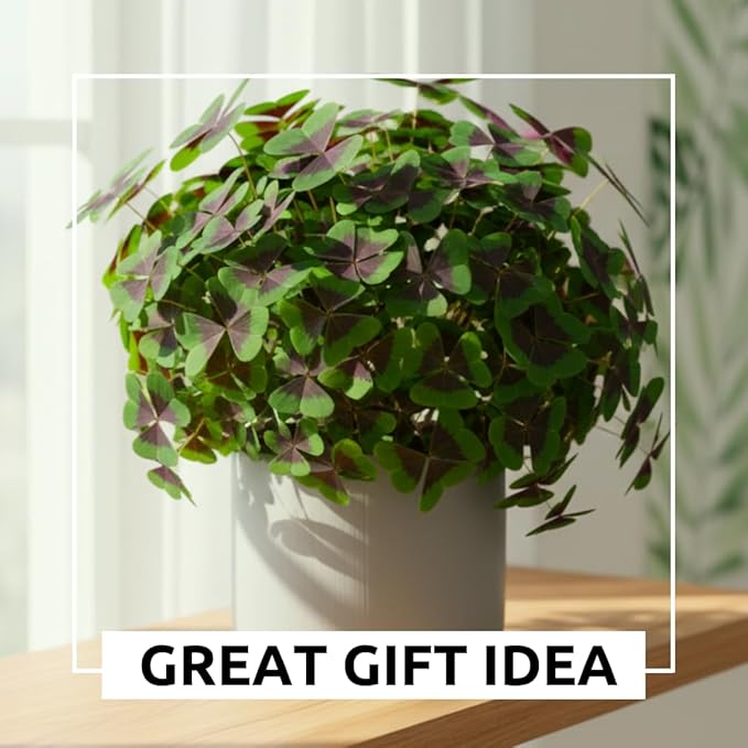 Iron Cross Shamrock Bulbs for Planting - Fast Growing Year Round Color Indoors or Outdoors - Oxalis Shamrock Bulbs for Good Luck (10 Bulbs)