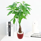 Athena's Garden Money Tree Plant Indoor Live Plant Pachira Money Tree with Ceramic Planter 18 Inches Tall, Red Pot - White Rocks, Medium