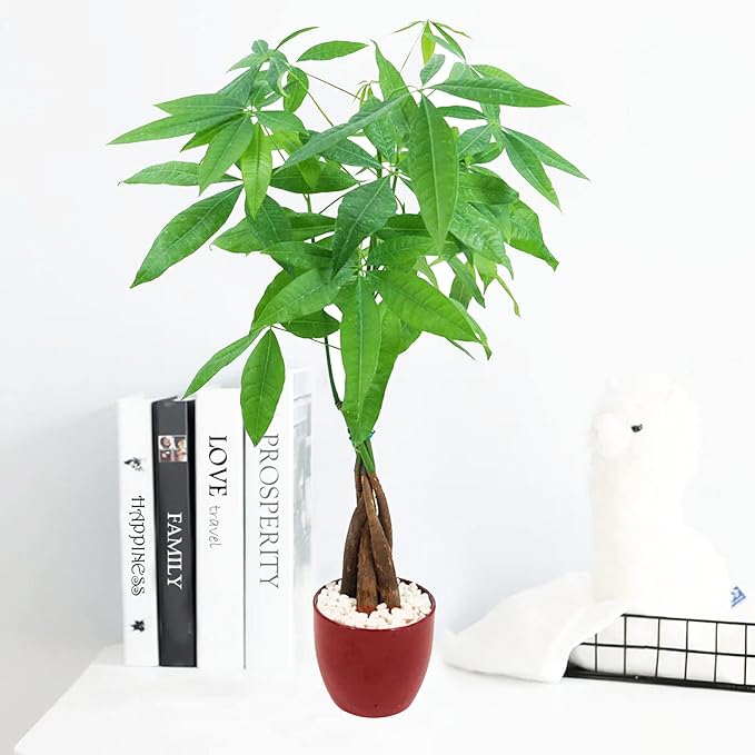Athena's Garden Money Tree Plant Indoor Live Plant Pachira Money Tree with Ceramic Planter 18 Inches Tall, Red Pot - White Rocks, Medium