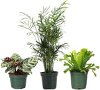 Thorsen's Greenhouse Live Pet Safe Houseplants (3 Pack), Easy to Grow, Pet Friendly & Non-Toxic, Grower's Choice Bundle, 4-inch Diameter Established Plants, Nursery Pot (3-Pack)