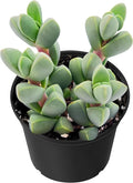 Sprout N Green Ice Plant, Live Corpuscularia lehmannii Succulent Fully Rooted in 2" Starter Pot, House Plant for Indoor Outdoor Home Office Wedding Decoration Party Favor, Pets Friendly, Easy to Care