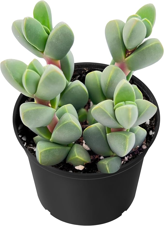 Sprout N Green Ice Plant, Live Corpuscularia lehmannii Succulent Fully Rooted in 2" Starter Pot, House Plant for Indoor Outdoor Home Office Wedding Decoration Party Favor, Pets Friendly, Easy to Care