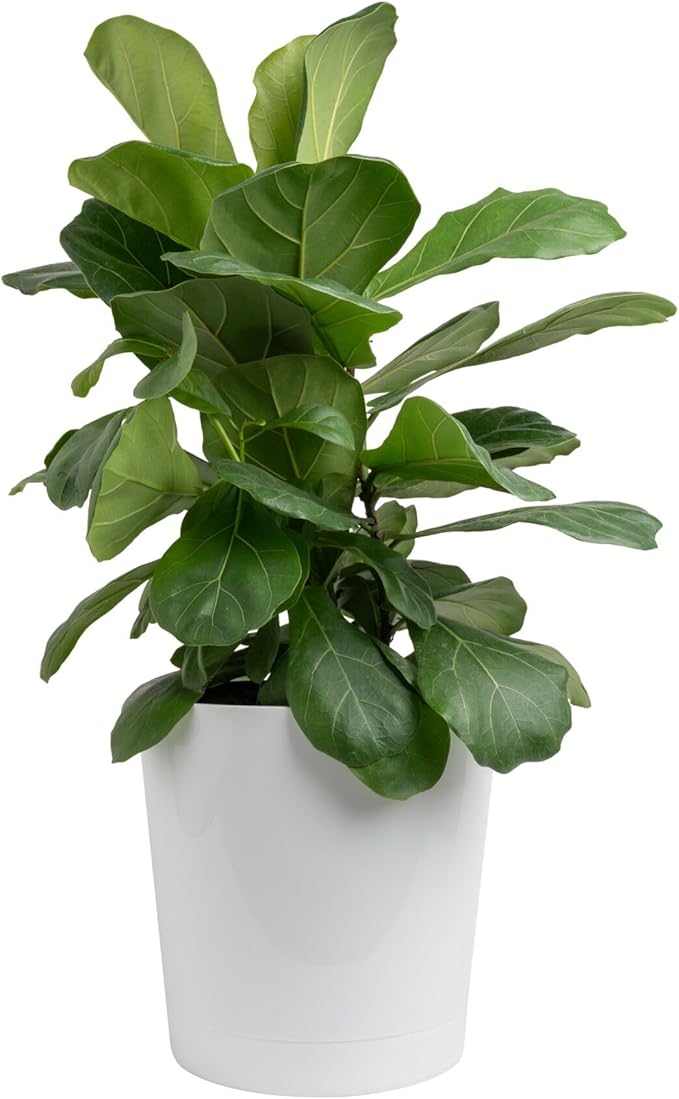 Costa Farms Fiddle Leaf Fig, Live Indoor Plant Ficus Lyrata in Modern Plant Pot, Air Purifying Live Houseplant, Housewarming Gift, Birthday, Room, Home and Office Decor, 2-3 Feet Tall