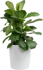 Costa Farms Fiddle Leaf Fig, Live Indoor Plant Ficus Lyrata in Modern Plant Pot, Air Purifying Live Houseplant, Housewarming Gift, Birthday, Room, Home and Office Decor, 2-3 Feet Tall