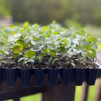 Fragrant Starter Eucalyptus Tree Plant Live, 5-8 Inches Tall, Dormant, Fragrant Leaf for Home Decor, Ready for Transplant (Silver Dollar)