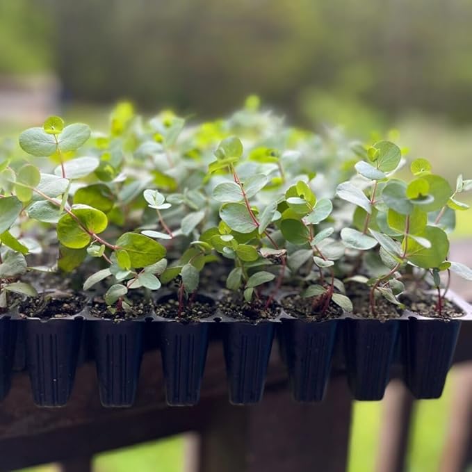 Fragrant Starter Eucalyptus Tree Plant Live, 5-8 Inches Tall, Dormant, Fragrant Leaf for Home Decor, Ready for Transplant (Silver Dollar)