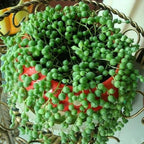 String of Pearls Plant Live, Succulent Trailing Vine, Indoor Houseplant Live in Pot