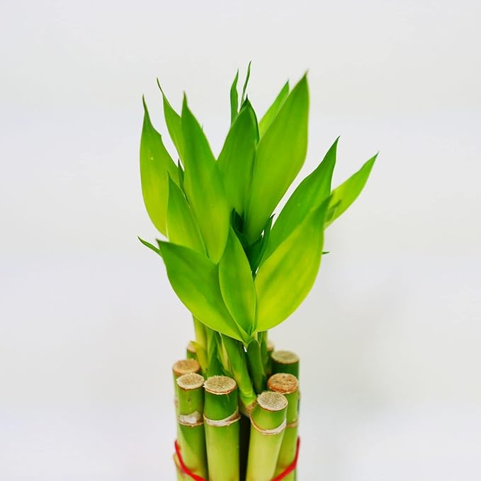 Bamboo Stalks with Shoots, 10"