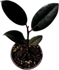 PLANTVERS Ficus Elastica Burgundy Rubber Tree Plant, Live Indoor Houseplant with Dark Glossy Foliage, 2 Inch Grow Pot, Air Purifying, Easy Care