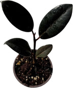 PLANTVERS Ficus Elastica Burgundy Rubber Tree Plant, Live Indoor Houseplant with Dark Glossy Foliage, 2 Inch Grow Pot, Air Purifying, Easy Care