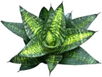 Live Plant, Snake Plant, Indoor Plant, Sansevieria, Air Purifying, Easy Care, 4 inch Pot by Hopewind Plants Shop (Tiger Star)