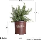 Chef's Choice Rosemary (2 Gallon) Fragrant Lavender - Evergreen Edible Shrub - Live Plant for Cooking & Grilling - Southern Living Plant Collection - Rosemarinus officinalis