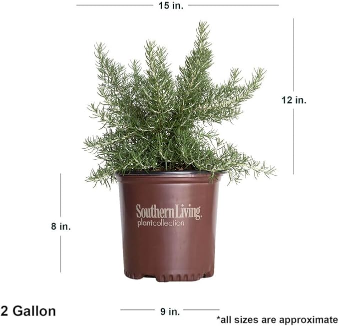 Chef's Choice Rosemary (2 Gallon) Fragrant Lavender - Evergreen Edible Shrub - Live Plant for Cooking & Grilling - Southern Living Plant Collection - Rosemarinus officinalis