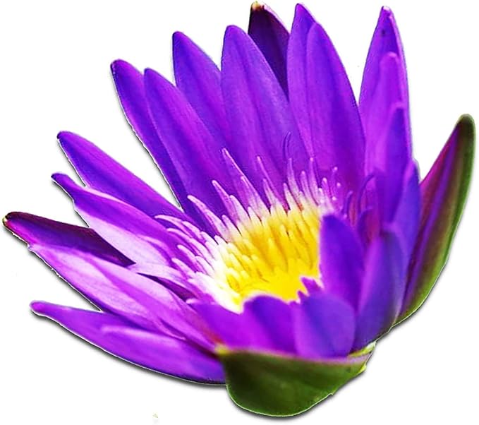 Live Aquatic Plant Nymphaea King of Blue Siam Tropical Water Lilies Tuber for Aquarium Freshwater Fish Pond Decorations by Greenpro