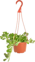 Shop Succulents Trailing Jade Succulent Plant, Senecio Jacobsenii, Fully Rooted Live 6" Succulent Plant with Hanger, Low Maintenance Indoor Plant, Hardy Succulents, Favors, Gifts & Garden