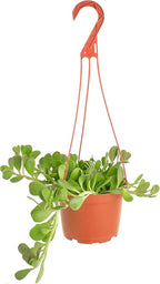 Shop Succulents Trailing Jade Succulent Plant, Senecio Jacobsenii, Fully Rooted Live 6" Succulent Plant with Hanger, Low Maintenance Indoor Plant, Hardy Succulents, Favors, Gifts & Garden