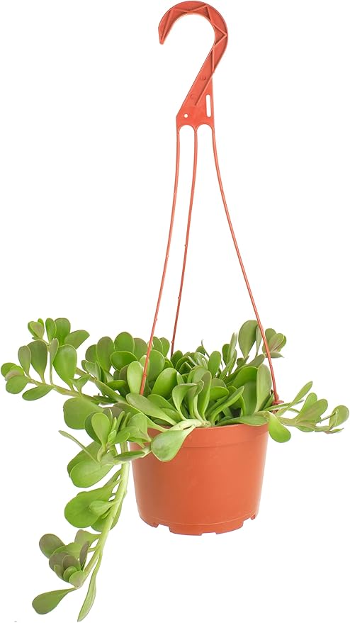 Shop Succulents Trailing Jade Succulent Plant, Senecio Jacobsenii, Fully Rooted Live 6" Succulent Plant with Hanger, Low Maintenance Indoor Plant, Hardy Succulents, Favors, Gifts & Garden