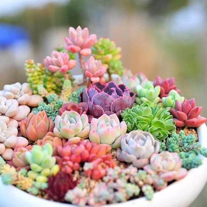 100pcs Mixed Colorful Succulents Seeds Succulent Plants Rare Living Stones Plants Cactus Home Plant